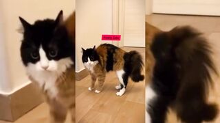funny cat moments