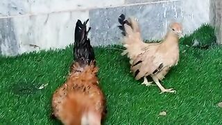 Chicken chicken chicken