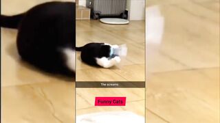 hilarious compilation of funny cats!