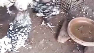 Bottle little chargan chicken