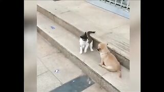 Cat VS Dog Funny Animal Videos