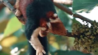 പൂവാലൻ ????❤️_indiangiantsquirrel _squirrel _athirapally _wildlifephotography _nature _reeloftheday