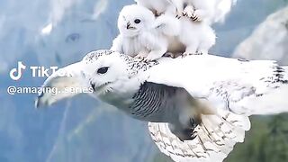 Flying high