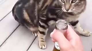 ???????????? #shortvideo #funny #funnypetschannel #catvideos #cat #petschannel #pets #yourcat