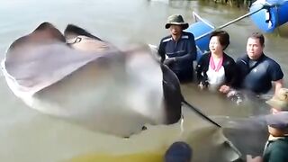 flying stingray