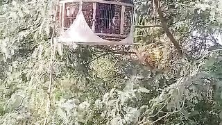Tree cage