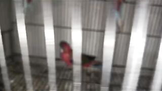 The parrot of cage