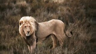 3 facts about lions