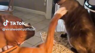 Dogs Vs. Cats ???? #animalsoftiktok #funnycatsoftiktok #funnydogsvideo
