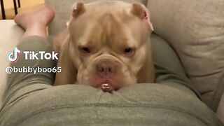 Fart prank on cats and dogs ???????? #fartprank #fart #funnytiktok #funny #funnyvideos #pranks #prank #hilarious #trending #trynottolaugh #viral #fyp