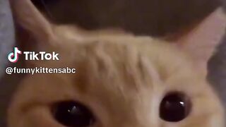 Cats talking ???????? episode 92 #cats #funnycats #funnyvideo #pets #catsoftiktok #funnypets #funnyanimals #???????????? #catstalking