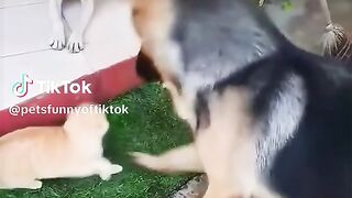 Cats vs Dogs ???????????????? #cat #catsoftiktok #cutecat #catsoftiktok #fypage #foryou #funnyvideos #funny #animal #kitty