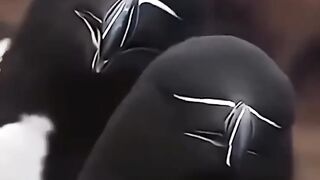 কদরতি পা খি অল্লিাহ র