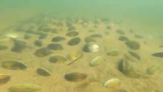 survival in the rainforest - harvesting Oyster and cooking oyster