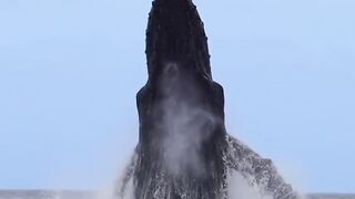jumping whale