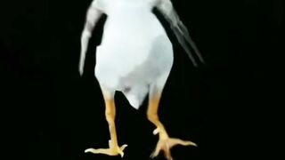 The chicken dance is amazing