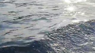 the shine sea