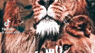 برج الاسد