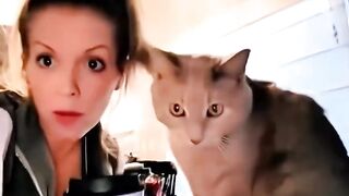 funny cat
