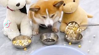 Viral video #dog#funny #trending #tiktok #viral #video #clip