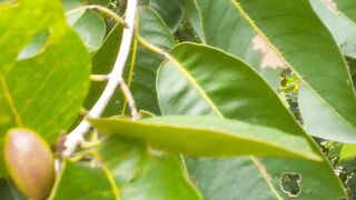 Haritaki Tree, India