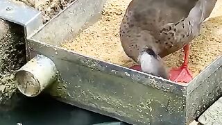 Ducks feed the fish!