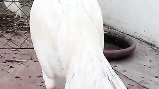 Tail of a charg
