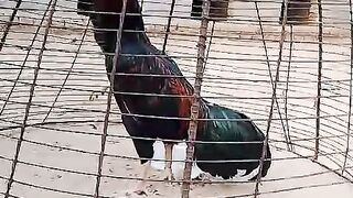 Under the fence