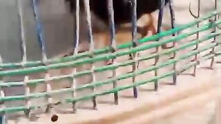 I don't like cage