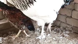 Brahma is a type of chicken
