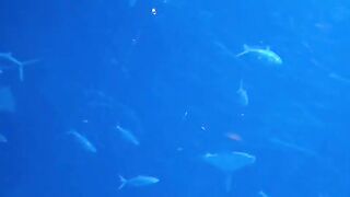 Ocean Park, Hongkong