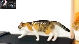 funny cats
