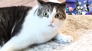 funny cats
