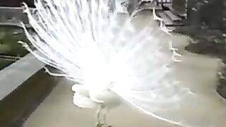 Handsome peacock.