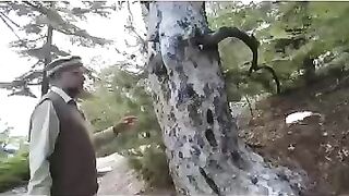 Pine Nut And It's Tree | Chalghozay Ka Darakh or Phal | Chalghoza