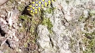 Caterpillar of Drury's