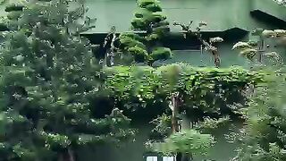 Nature in Diamond Hill, Hongkong