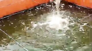 PANEN tapi air kolam tidak dibuang melainkan digunakan kembali untuk kolam induk lele