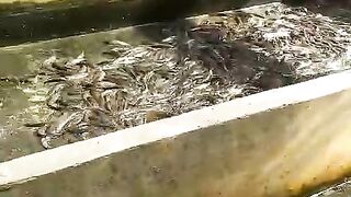 PANEN lele konsumsi dikolam BETON skala usaha rumahan untuk PEMULA