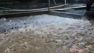 Keseruan ngasih makan lele malam hari tu seperti ini