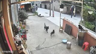 Cats being LEGENDS ! Funny Cat Video 2024