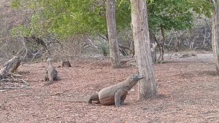 Komodo Feed On monkey