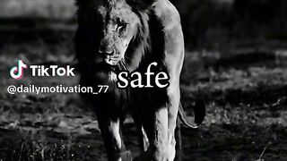 The lion king