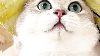Nace cate