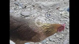 the village chicken master