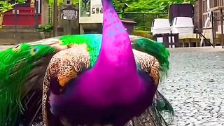 Colors and beauty in the world of birds