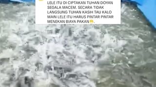 Sistem budidaya lele modern hanya strategi marketing pabrik pakan❗BENER atau TIDAK❓