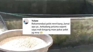 Terkadang pemula seperti saya masih bingung mau pakai pakan pelet yang mana❗Rekomendasi Dong