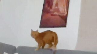 Si Oren latihan Panjat