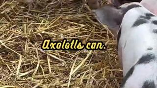 Animal Facts  Axolotl Cannibalism  #shorts